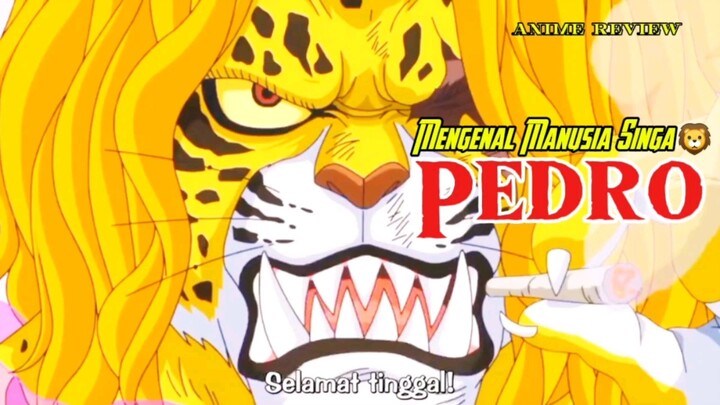 Yuk berkenalan dengan manusia singa, PEDRO || one piece