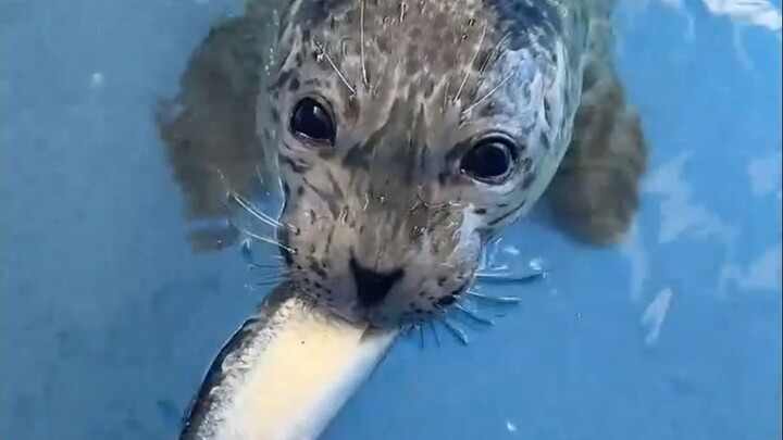 Anak anjing laut yang baru disapih mencicipi ikan untuk pertama kalinya