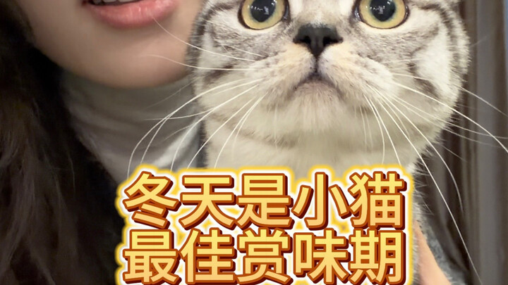 قطة الشتاء تتحول إلى رغيف خبز كبير