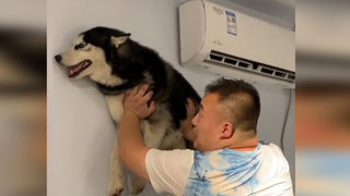 Video về chó: Husky - Thứ chuyên gây rối