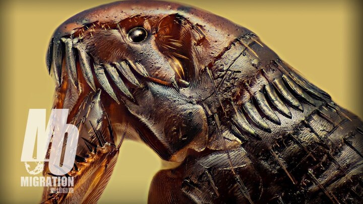 Flea: So flashy it’s “horseless”