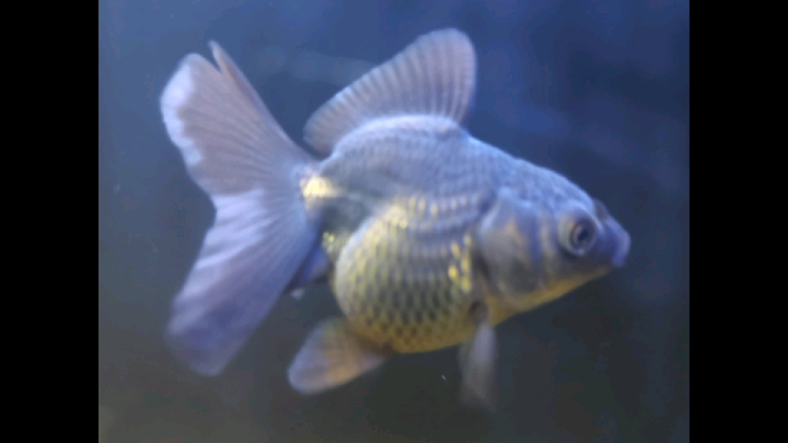 #Black Thai Oranda IslandBorn