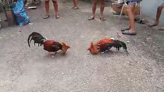 papawis lang mga idol