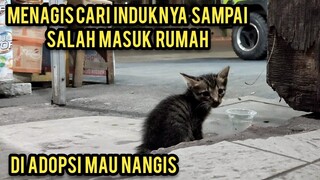 Anak Kucing Menangis Di Pinggir Jalan Karena Mencari Induknya Sampai Salah Masuk Rumah..!