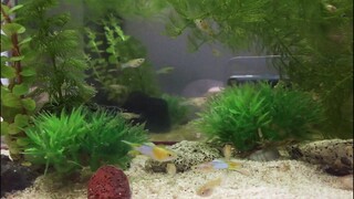 Fishies!