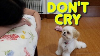 Cute Shih Tzu Puppy's Reaction To Someone Crying Over Nothing