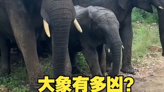 Ternyata gajah memiliki temperamen yang buruk sekali!