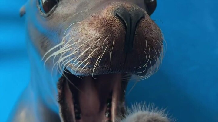 🦭 Đắm chìm trong cảnh gầm rú gầm gừ!