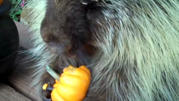 Teddy Landak Menikmati Santapan Labu Halloween, Sambil Makan Sambil Menggerutu... Renyah dan Lezat B