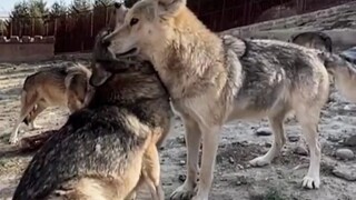 الذئب الذي يعرف كيف يتدلل هو الأسعد حظًا _ذئب_ ملك الذئاب_ مضحك_ حيوانات