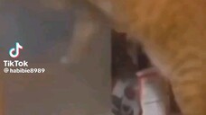 Tingkah Kucing part 22