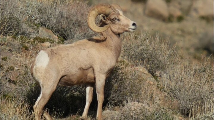 大角羊：我调皮捣蛋，但我很爱兄弟。