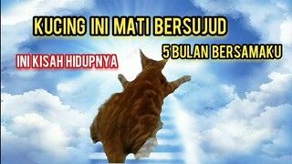 Subhanallah Kucing Ini Mati Dengan Keadaan Bersujud | Ini Kisah Hidupnya Sampai Akhir Hayatnya..!