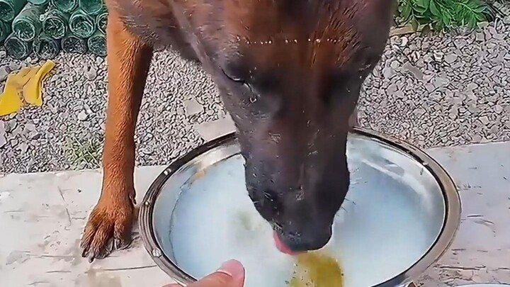 Tag teman yang kalah telak dari anjing ini@