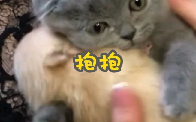 ต้องปกป้องน้องชายให้ดีนะ!