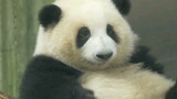 [Panda] He Hua Menggigiti Kaki Berukuran 58nya
