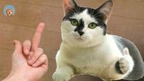 OK Cats- Super Pets Reaction Videos| MEOW