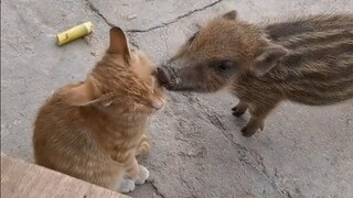 Rumah kakek dan nenek seperti kebun binatang kecil