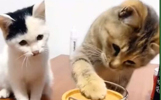 روتين هريرة صغيرة