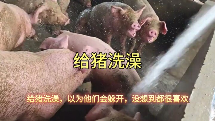 Tắm cho lợn, tưởng chúng sẽ tránh xa, ai ngờ chúng đều rất thích
