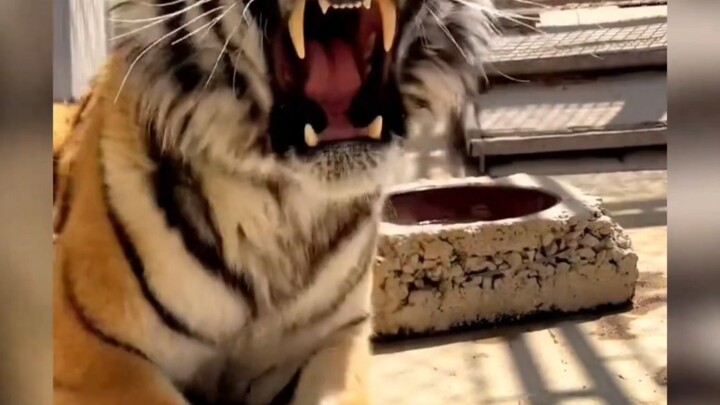 How wild is the contrast between these animals’ baby sounds and their adult calls? The sea lion’s ro