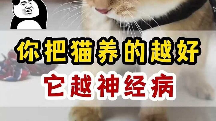Signs that a cat is well cared for