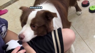 من المؤكد أن هذا الجرو أصبح قلقًا جدًا~