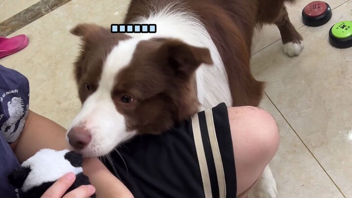 Chú cún này chắc hẳn đang sốt ruột lắm đây~