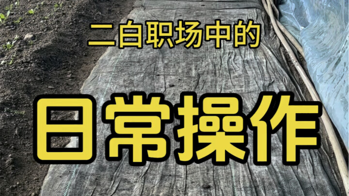 การใช้ชีวิตประจำวันในที่ทำงานของเจ้าหมาโง่เอ้อไป๋ หรือว่าฉันยังไม่โตพอ?