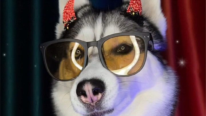 هل تخافون من الهاسكي الشرس هكذا؟