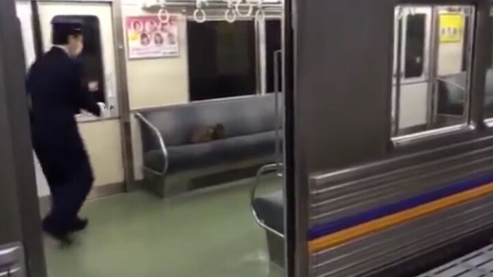 Nhân viên tàu hỏa Nhật Bản bắt mèo