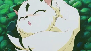 [InuYasha]Siapa yang tidak ingin memelihara mika di masa kecilnya?