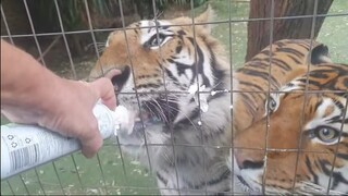 Wednesday live tiger treats!