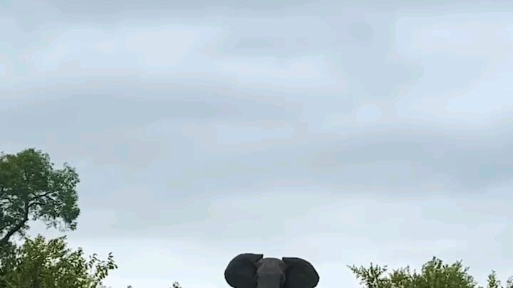 Tanzania wild life