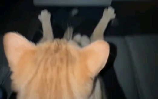 رفيقي في الألعاب