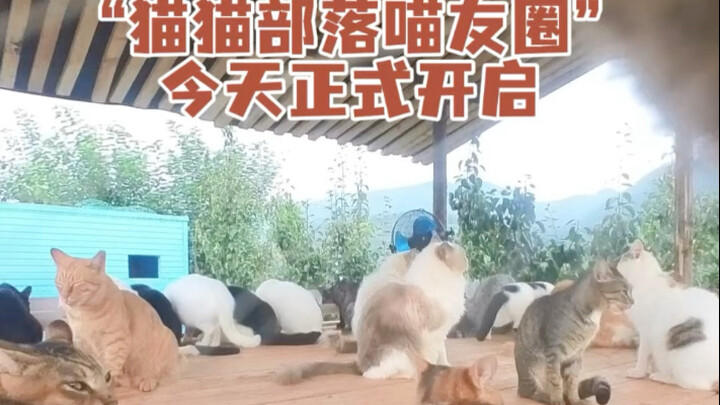 Komunitas Kucing Meow Friend Circle Dibuka