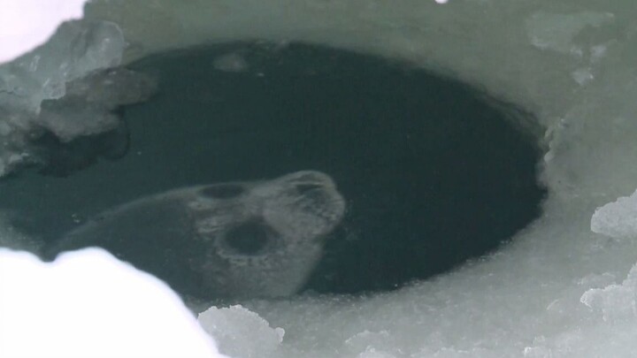 Little seal! Poking out! Look! Sleeping!