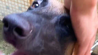 Sở Công an tỉnh phát miễn phí chó nghiệp vụ cho tuyến cơ sở toàn tỉnh!