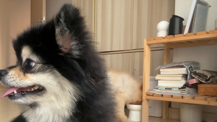 Before vs. After a Dog Walk