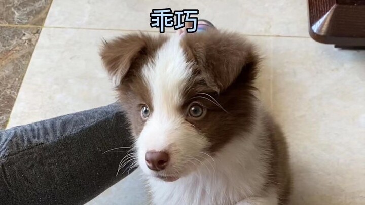 هل تتذكر كيف تحوّل الجرو تدريجيًا إلى كلب ذي معايير مزدوجة؟