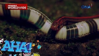 Makulay at mala-laruang ahas, dapat bang katakutan? | AHA!