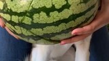 Wait for the big finish 😂 watermelonsugar watermelonsugarhigh cutedog puppylove