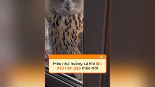 "Sen ơi, cứu tao với!" Mèo said tiktoknews vnnnfunfact vnnn fyp foryoupage khampha dongvat thegioidongvat thucung