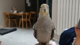 [Guichu] [MashUp] Burung Kakak Tua Bule yang biasa-biasa saja