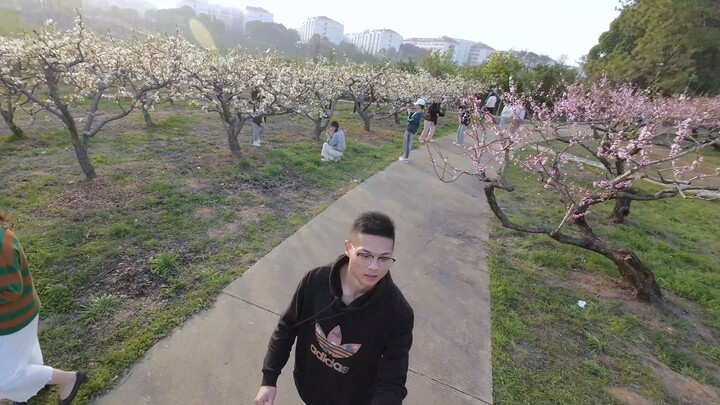 The peach blossoms at school have bloomed.