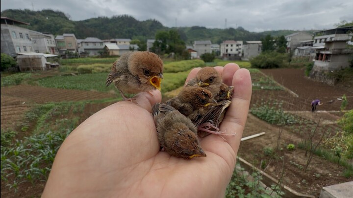 เหล่าเจ้าตัวซน พอเล่นจนเหนื่อยก็มารวมตัวกันบนมือฉัน