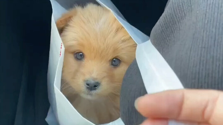 โดนน้องหมาตัวเล็กที่ซื้อด้วยเงินแค่สิบหยวนทำให้ใจละลายไปแล้ว!