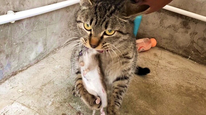 Animals|Cat Catching the Rat