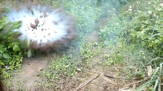 Firecrackers blow up ant nests and eliminate harm for the people, Episode 1