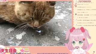 日本妖精看《养猫和不养猫的人都沉默了》